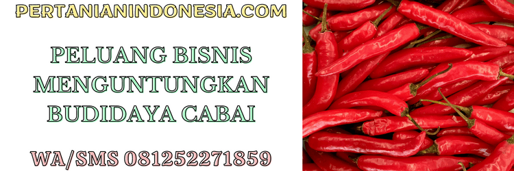 peluang,bisnis,agrobisnis,agribisnis,budidaya cabai
